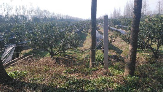 Changxing Island and Hengsha Island Wetland